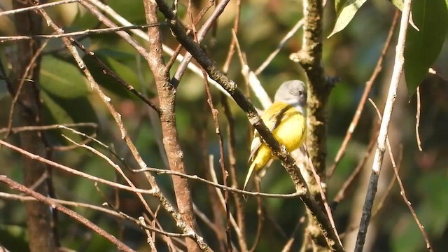 Gray-headed Canary-Flycatcher - ML613677140