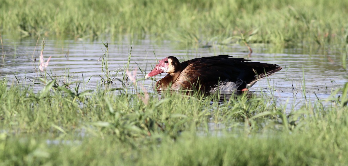 Spur-winged Goose - ML613677516