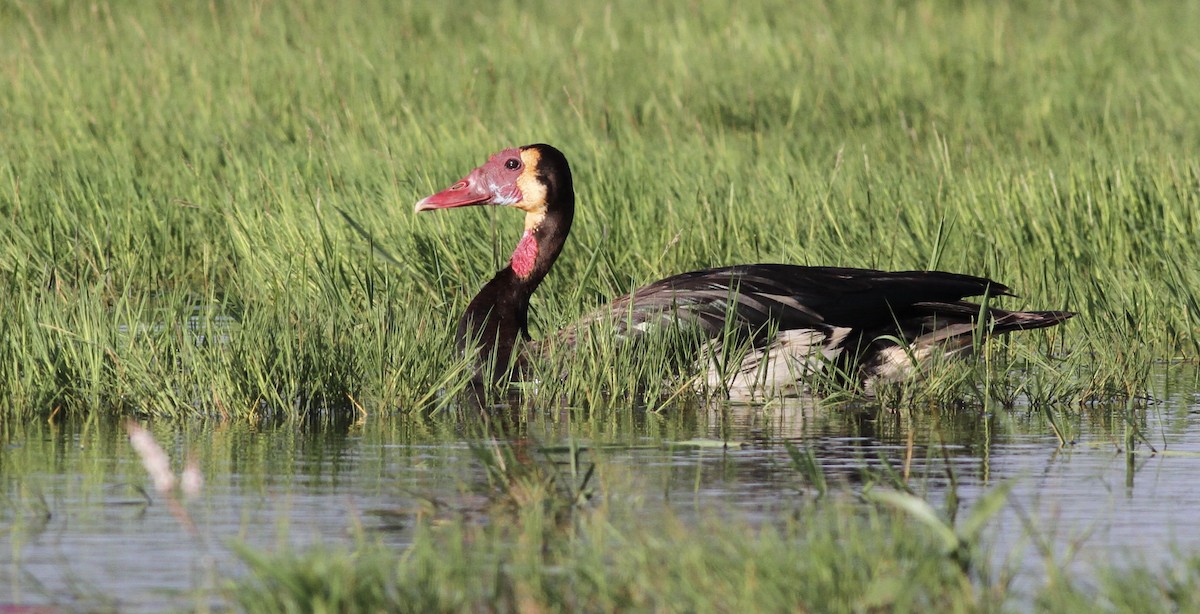 Spur-winged Goose - ML613677517
