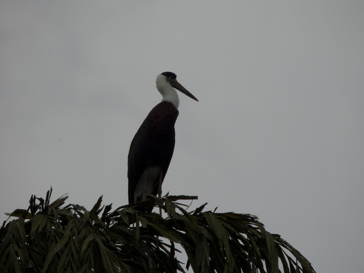 Asian Woolly-necked Stork - ML613677643