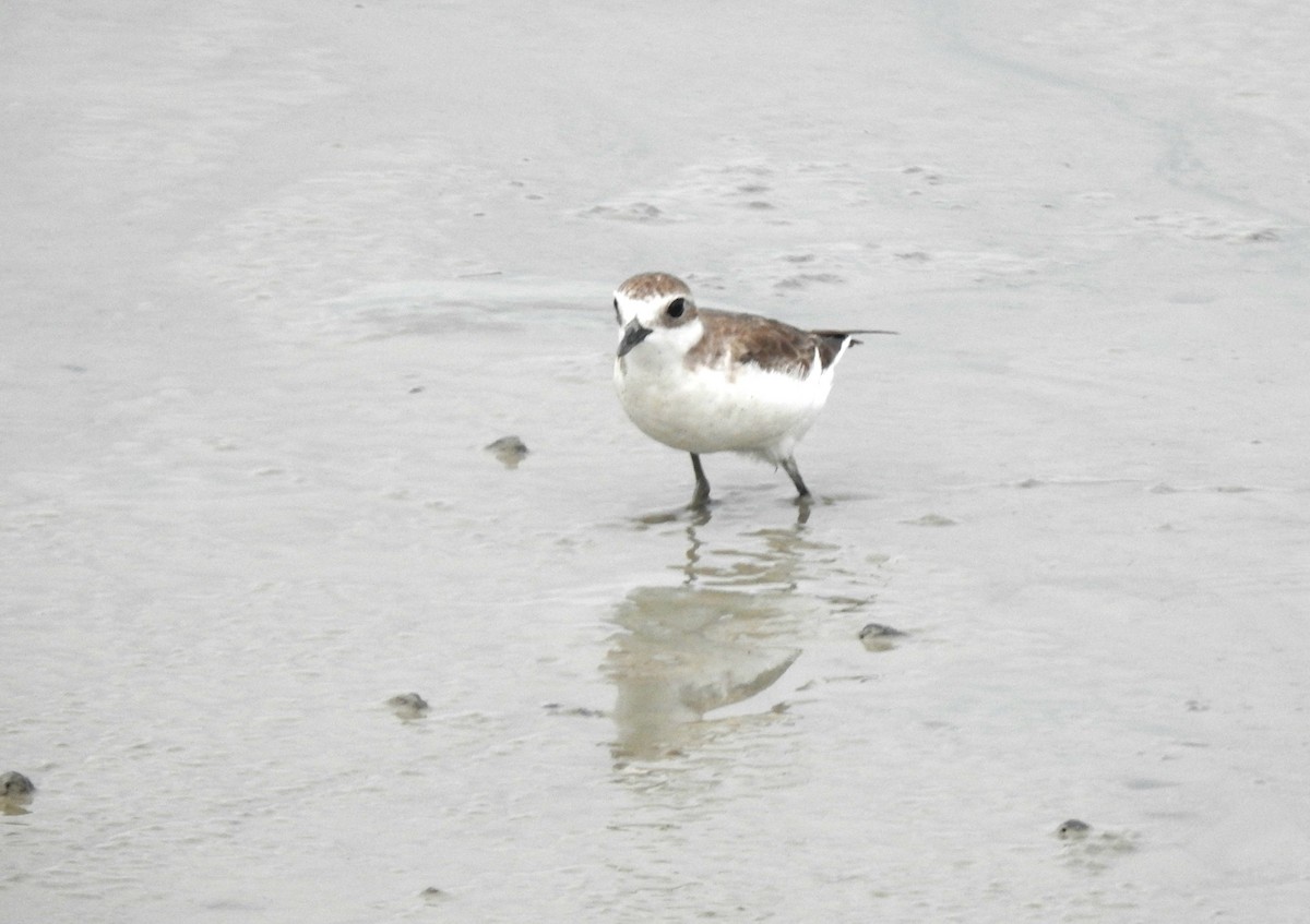 Greater Sand-Plover - YM Liew