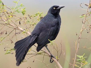  - Nicaraguan Grackle
