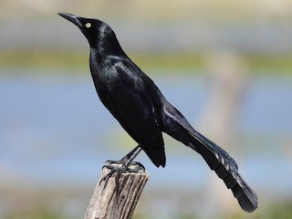  - Nicaraguan Grackle