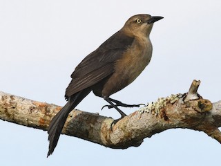  - Nicaraguan Grackle
