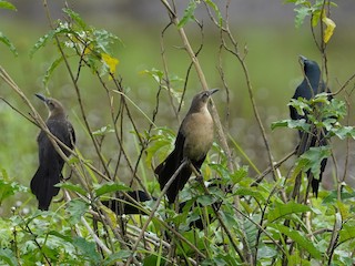  - Nicaraguan Grackle
