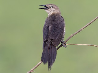  - Nicaraguan Grackle