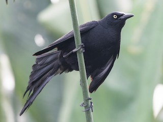  - Nicaraguan Grackle