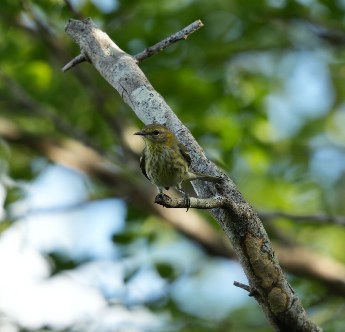 EBird Caribbean Checklist 17 Jan 2024 MPL Entre 2 10 Species   1200