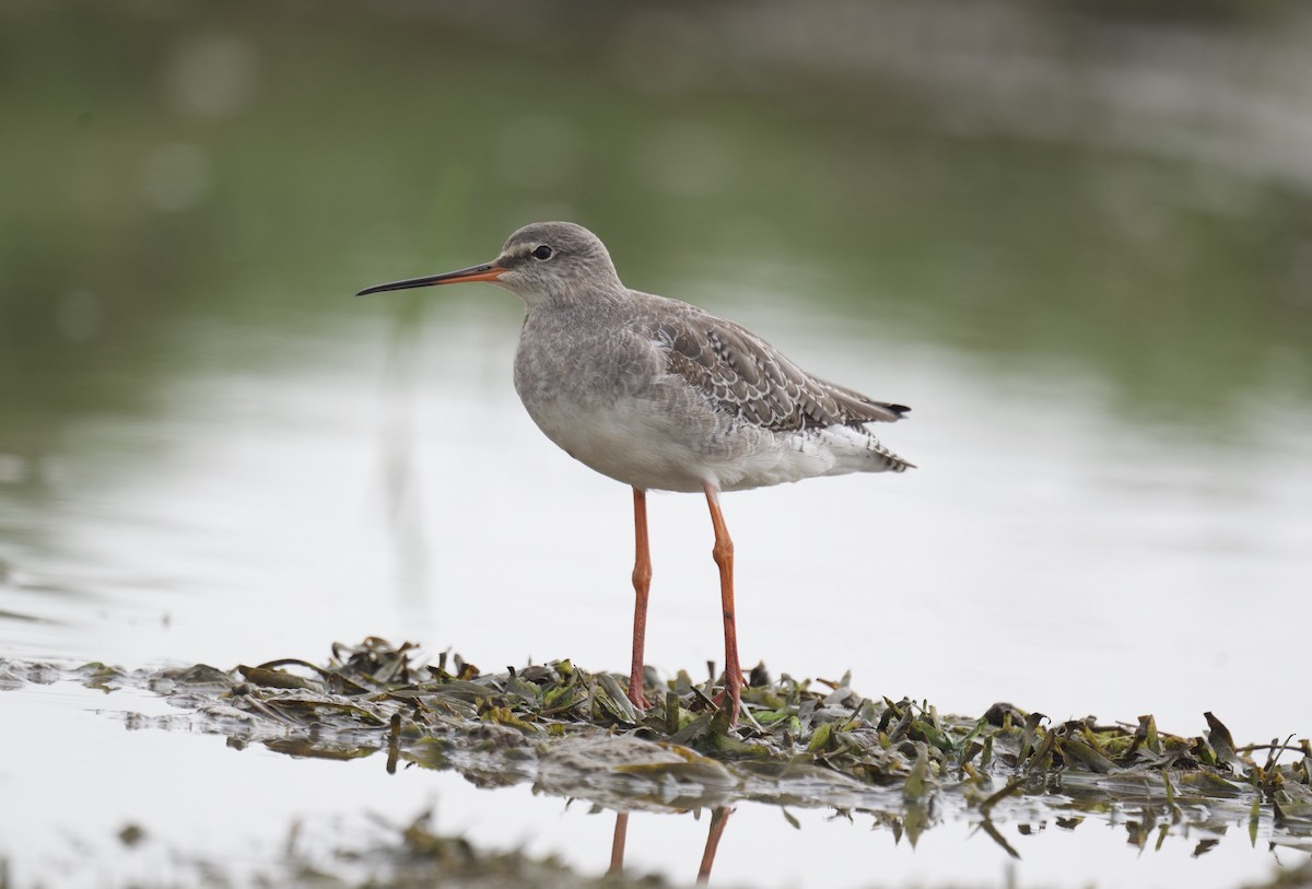 Spotted Redshank - ML613677842