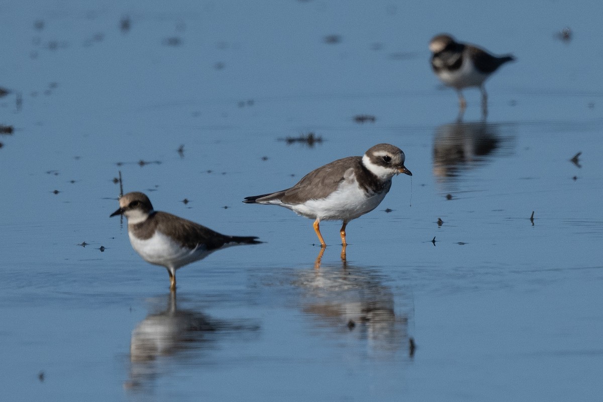 Common Ringed Plover - ML613677878