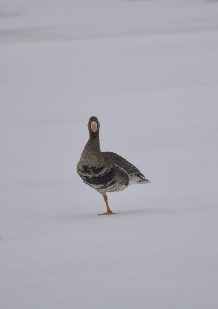Greater White-fronted Goose - ML613677893