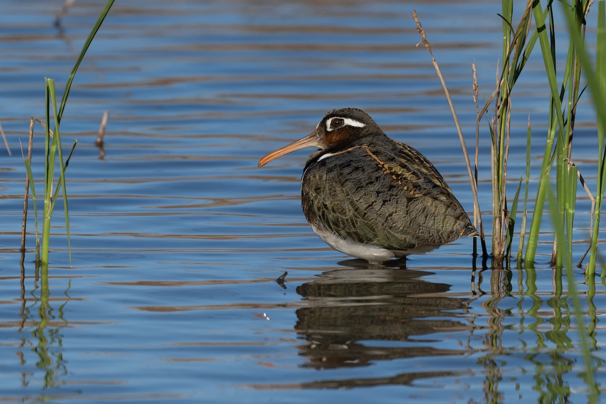 Greater Painted-Snipe - ML613677897