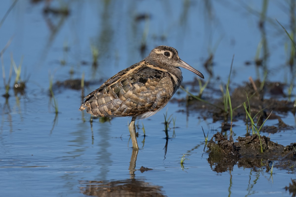 Greater Painted-Snipe - ML613677898