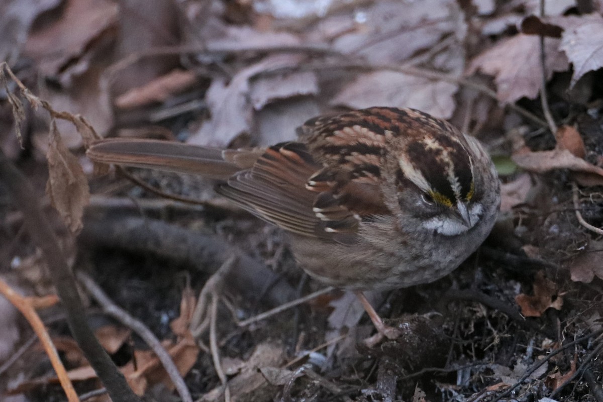White-throated Sparrow - ML613677914