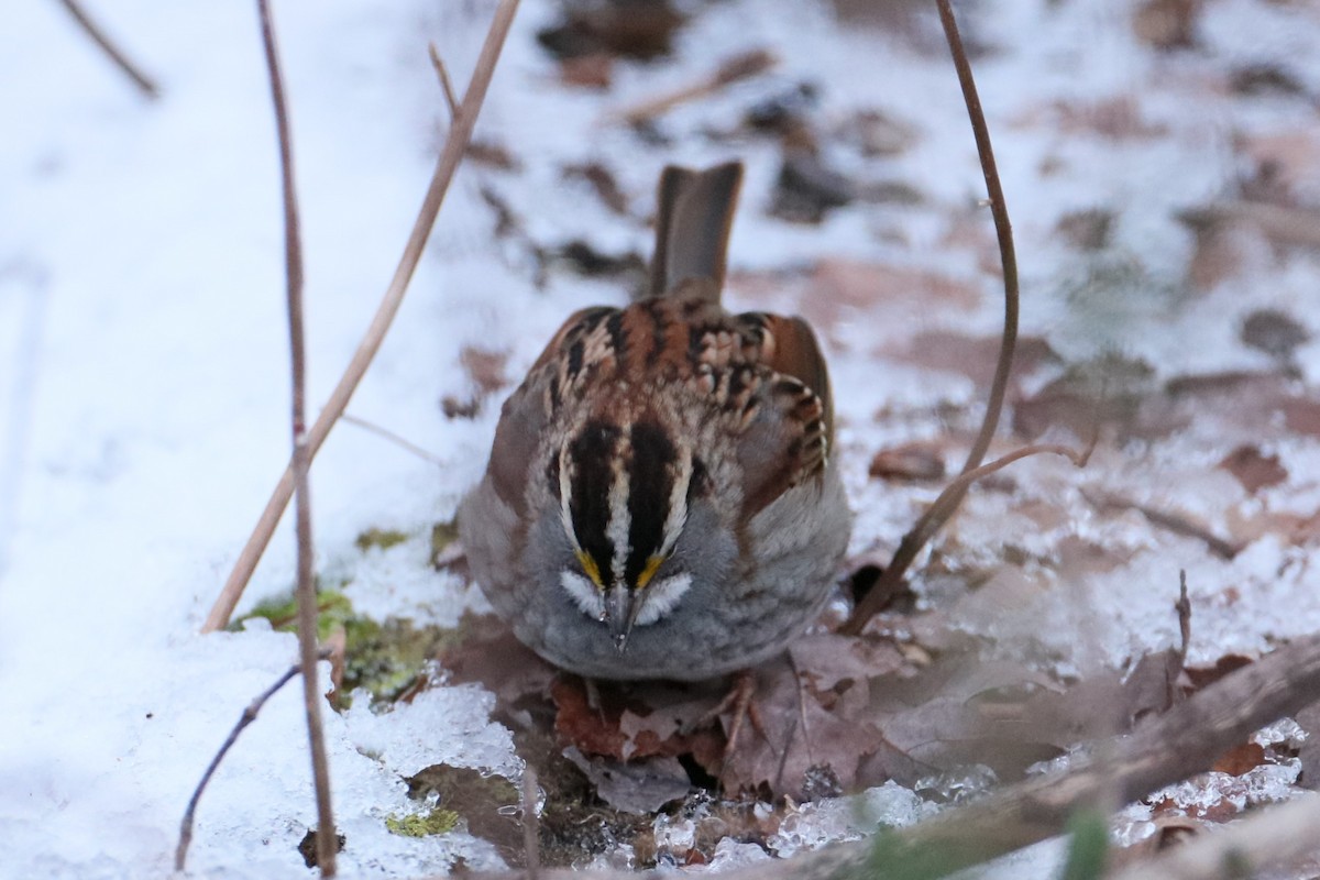 White-throated Sparrow - ML613677922