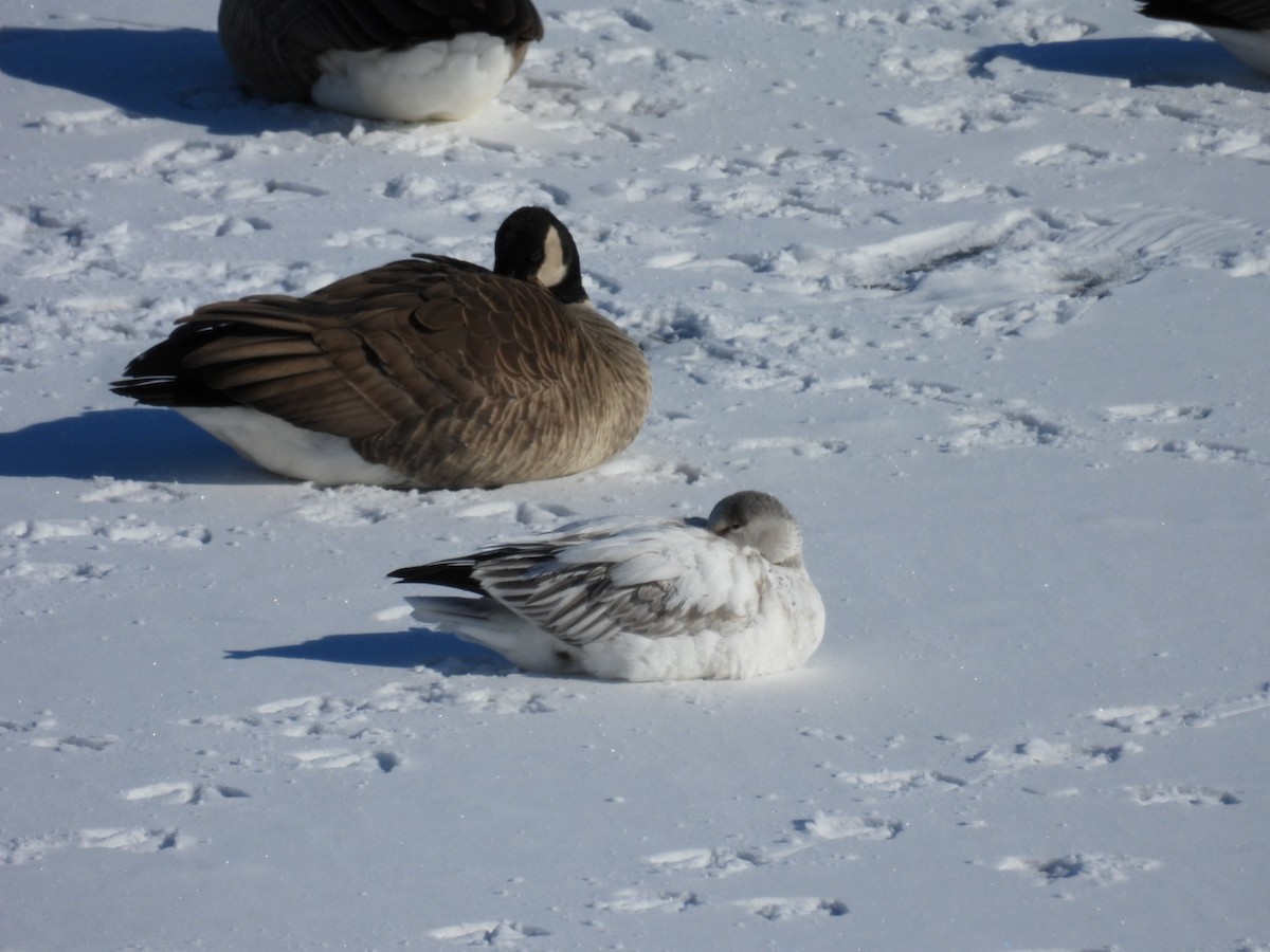 Snow Goose - ML613677990