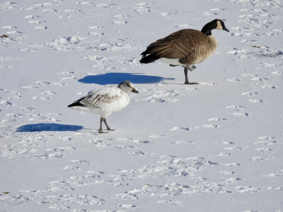 Snow Goose - ML613677991