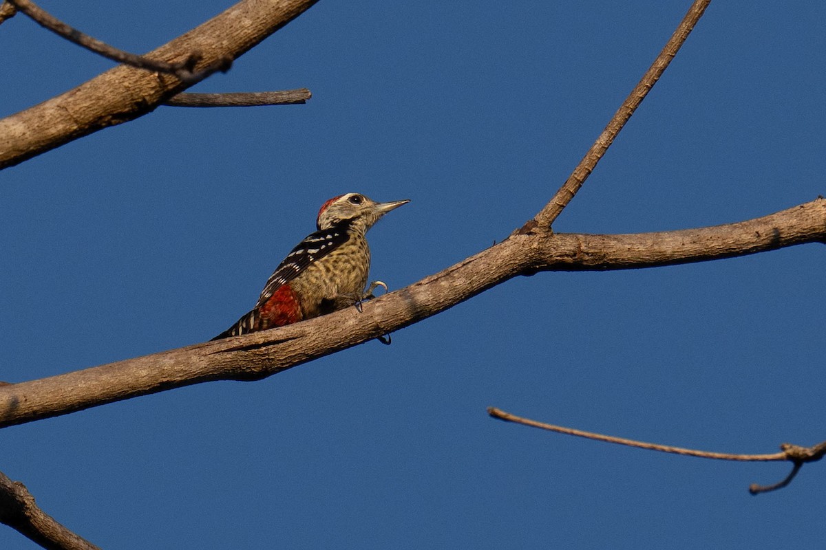 Freckle-breasted Woodpecker - ML613678074
