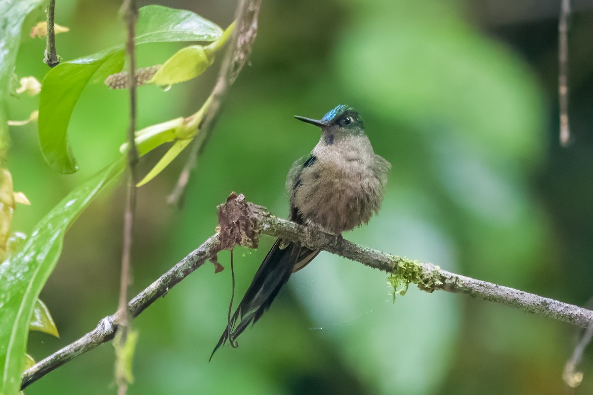 Violet-tailed Sylph - ML613678381