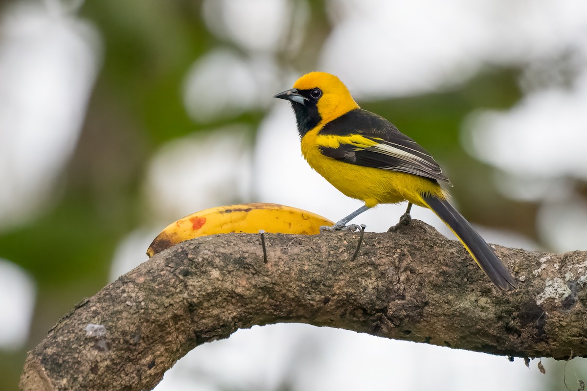 Yellow-tailed Oriole - ML613678521