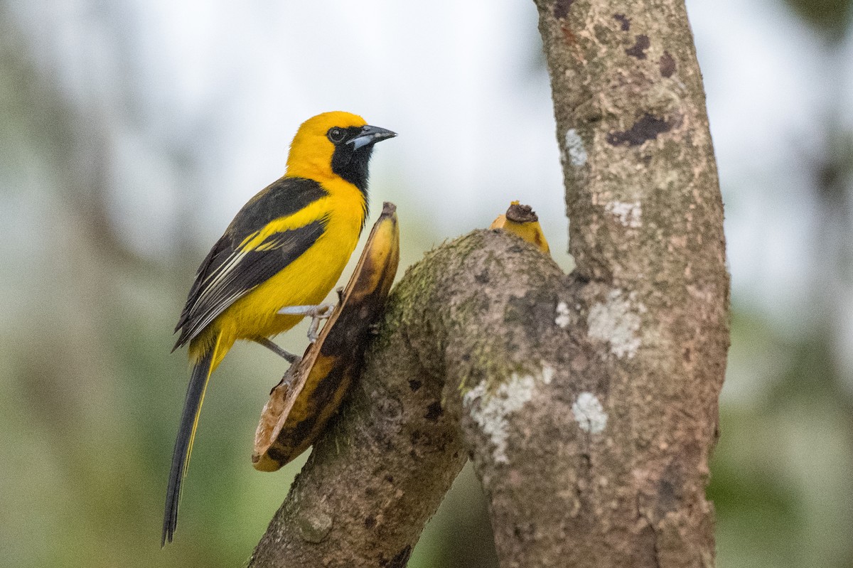 Yellow-tailed Oriole - ML613678522