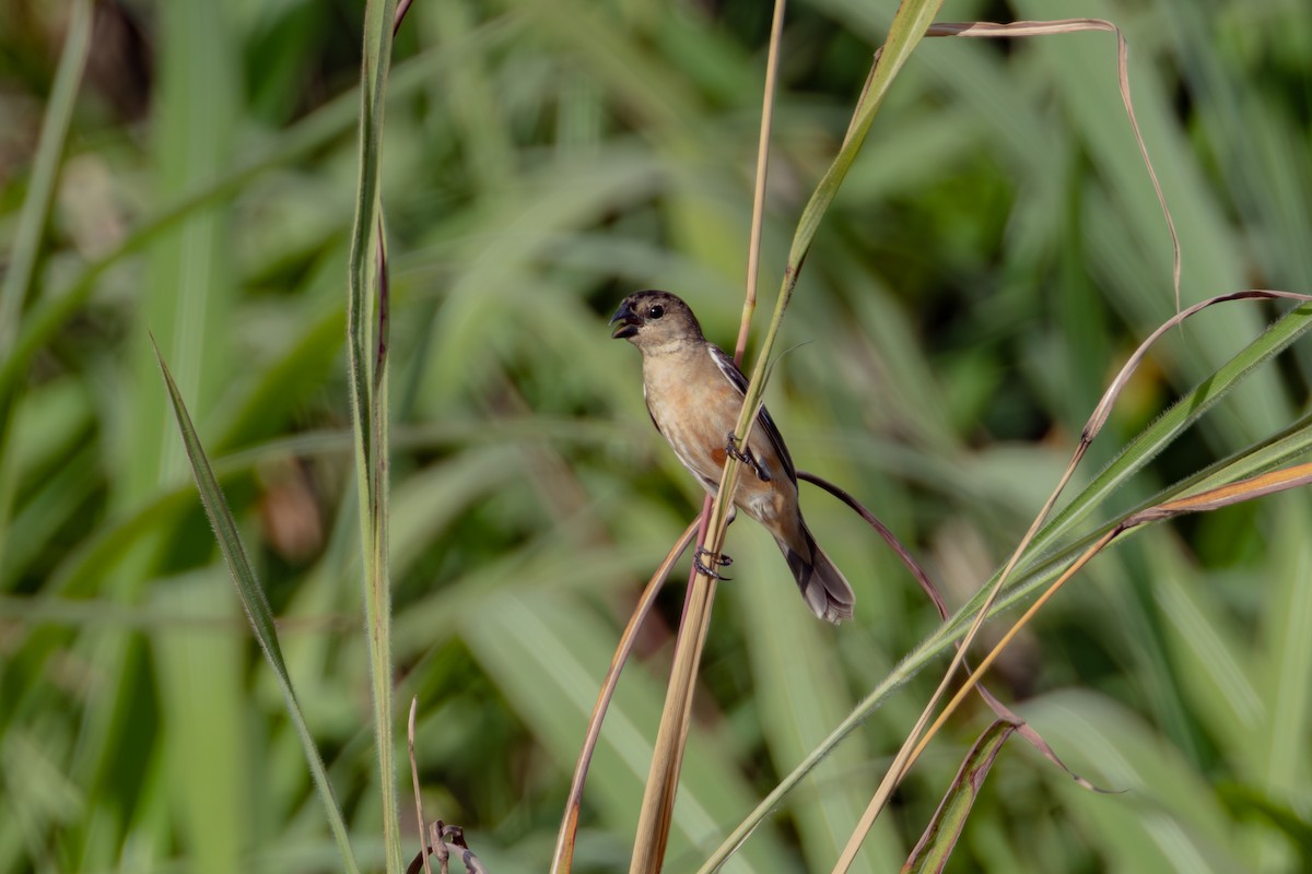Copper Seedeater - ML613678871