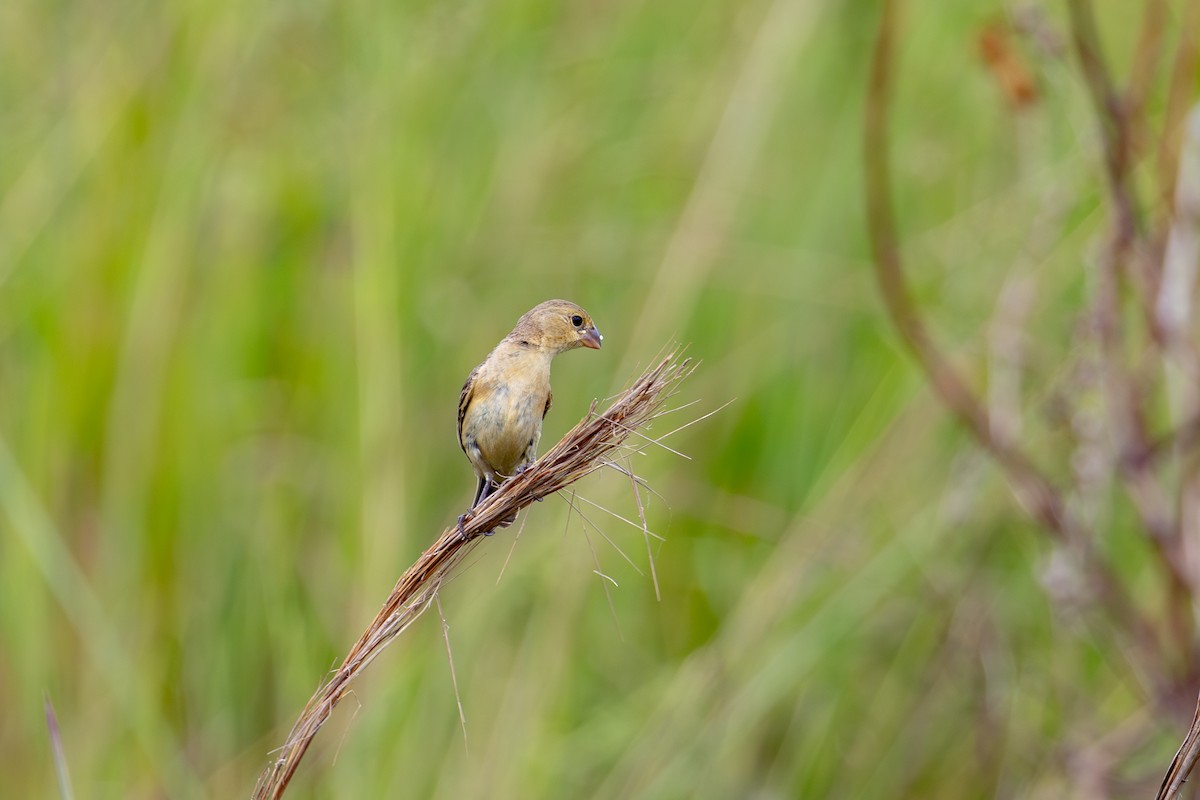 Copper Seedeater - ML613678879
