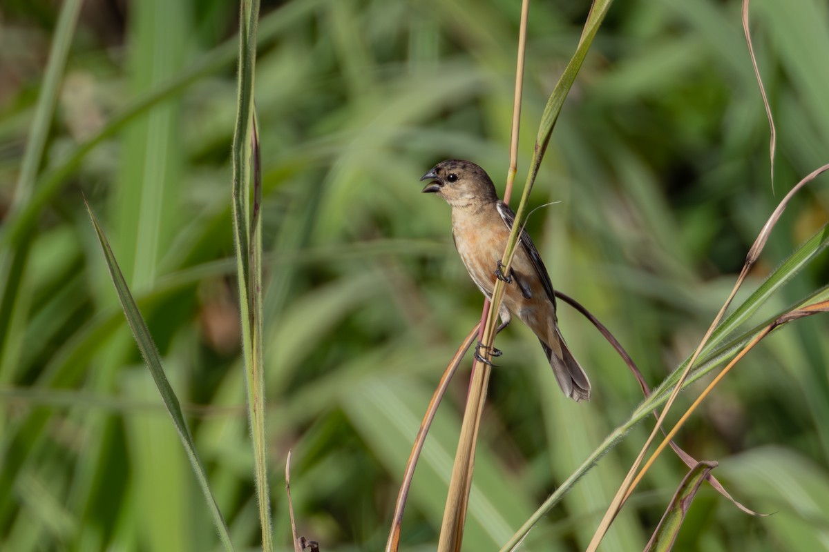 Copper Seedeater - ML613678883