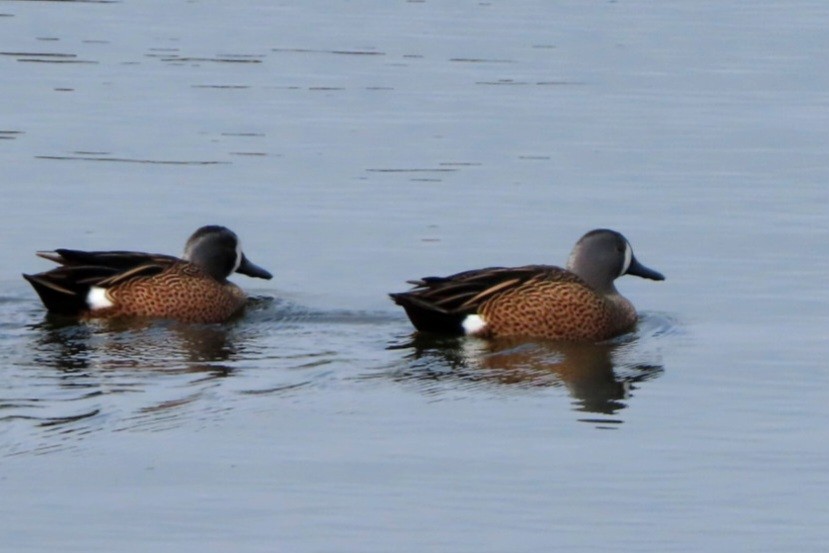 Blue-winged Teal - ML613678989