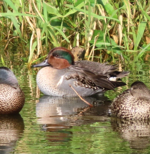Green-winged Teal - ML613679001