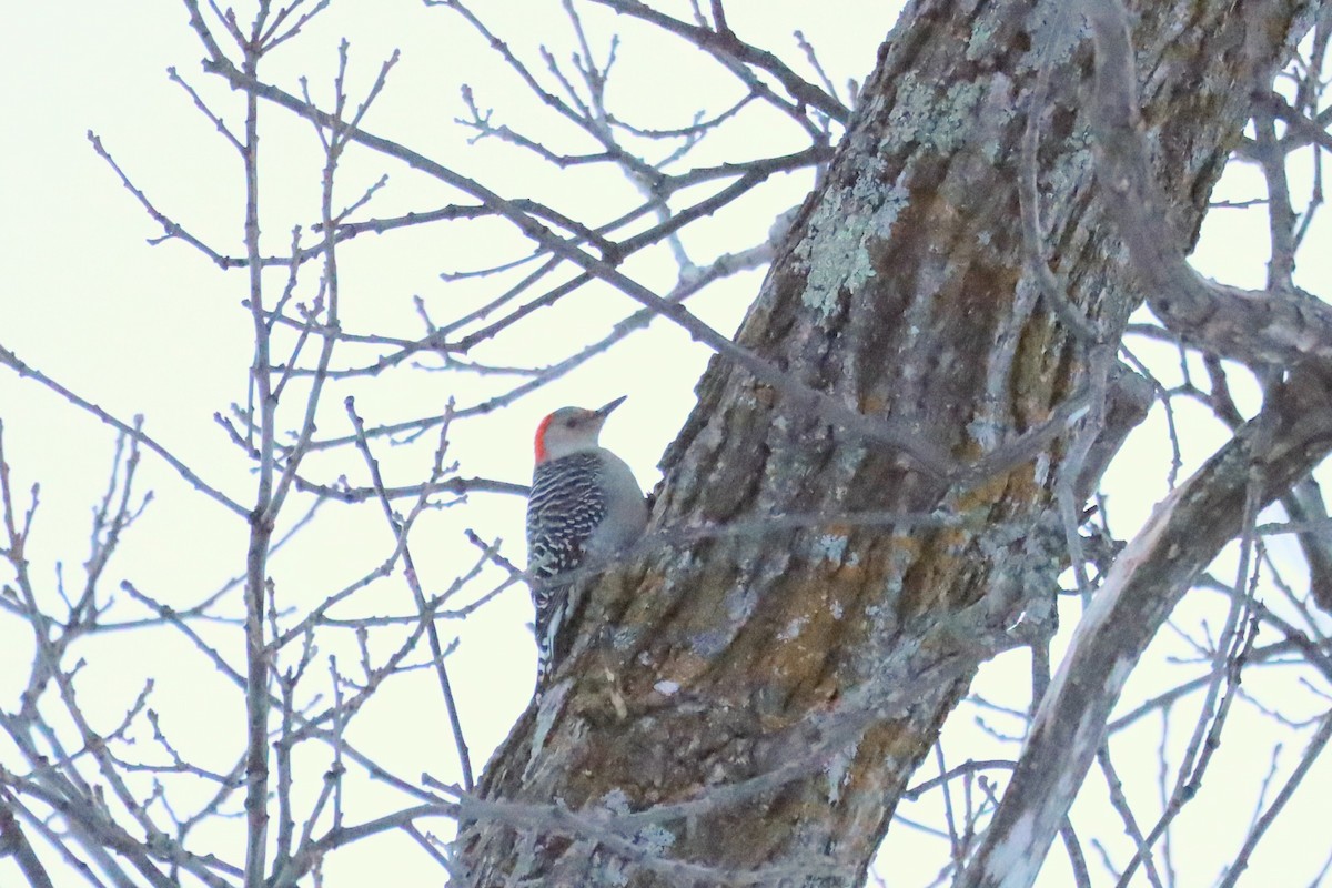 eBird Checklist 16 Jan 2024 Lake WinnibigoshishBowen Lodge