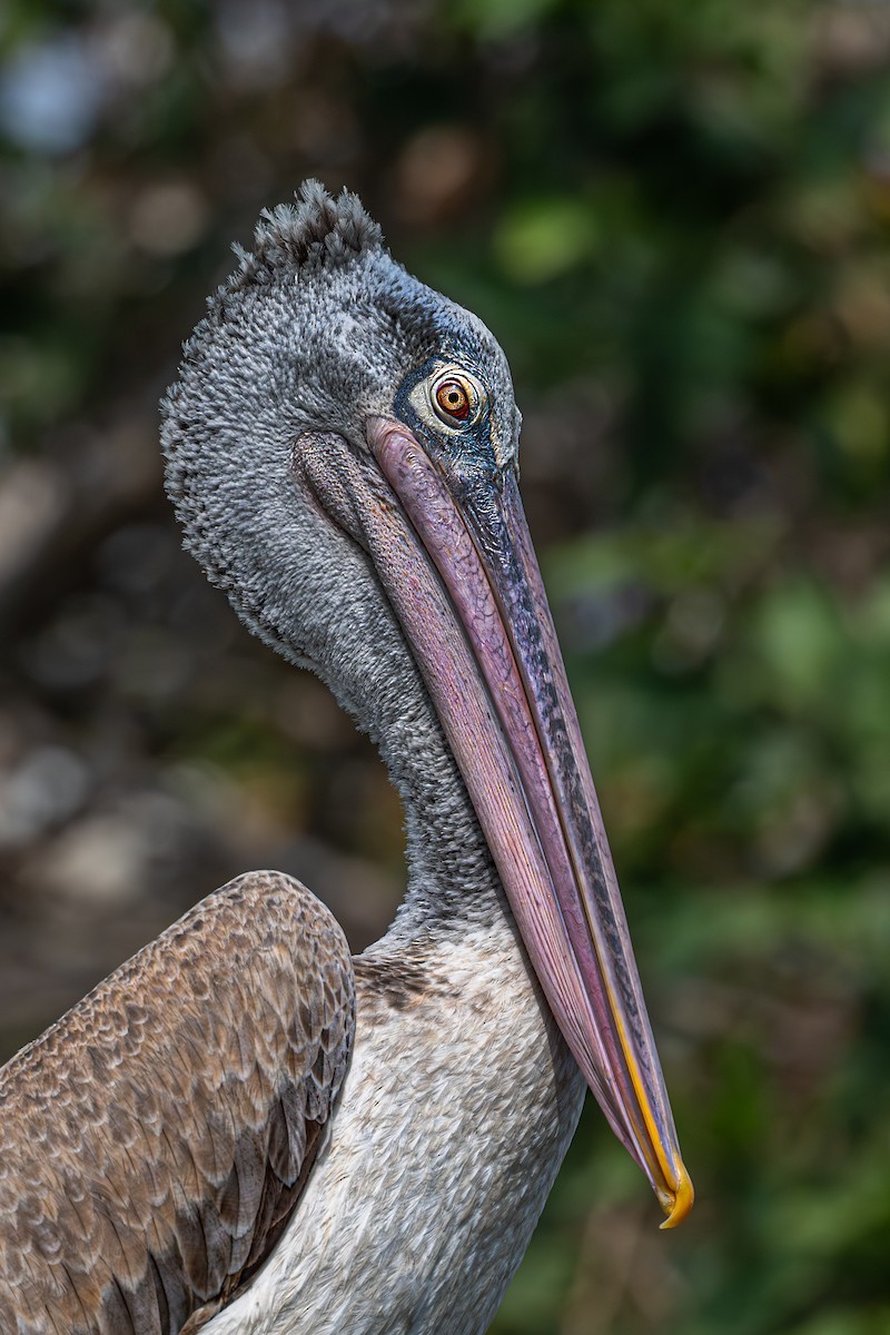 Spot-billed Pelican - Vivek Saggar