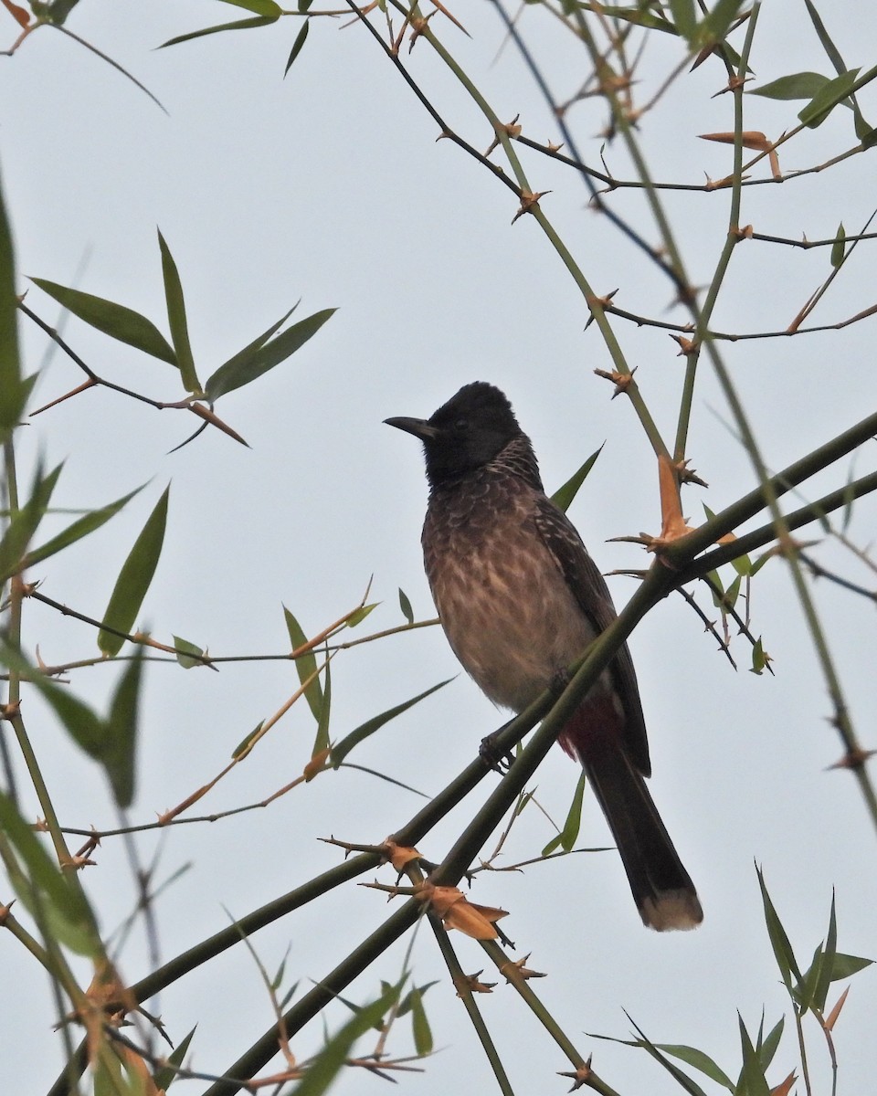 Red-vented Bulbul - ML613679287