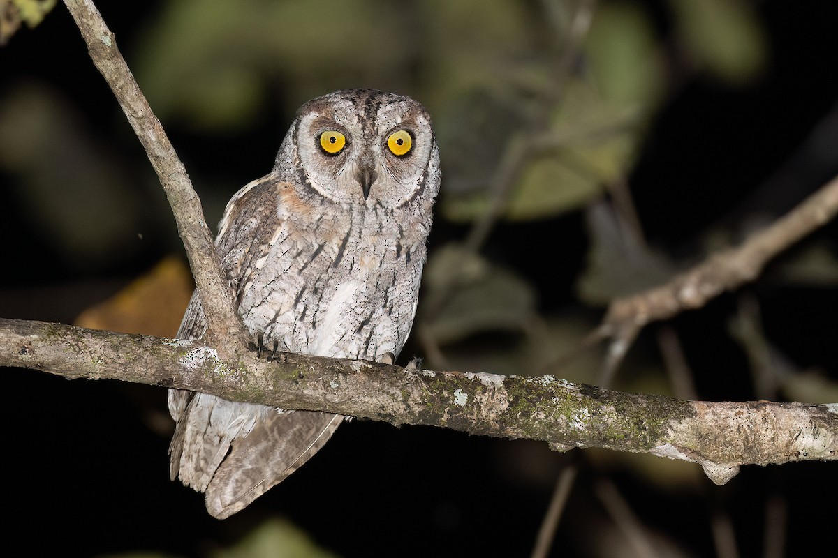 African Scops-Owl (African) - ML613679441