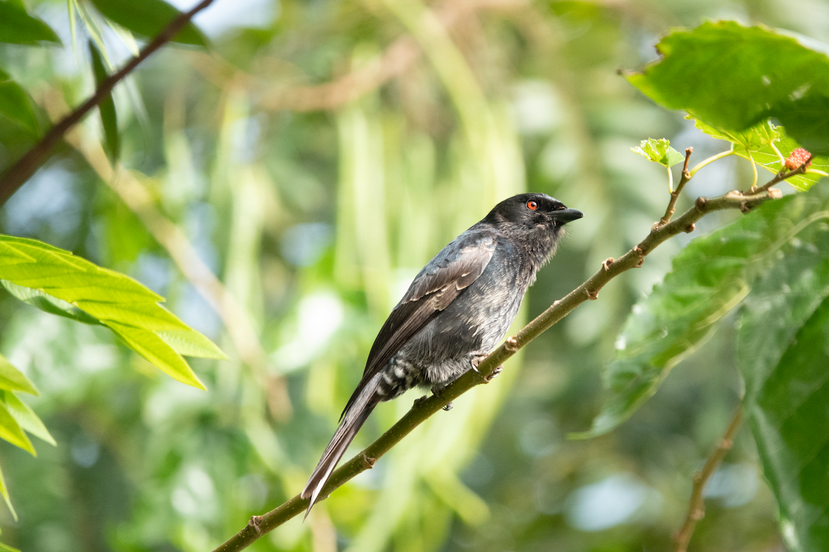Fork-tailed Drongo - ML613679590