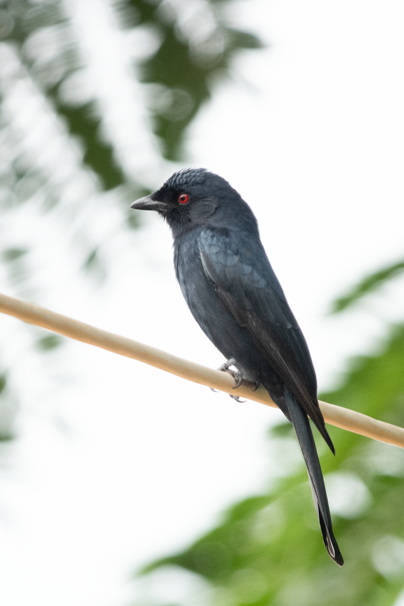 Fork-tailed Drongo - ML613679591