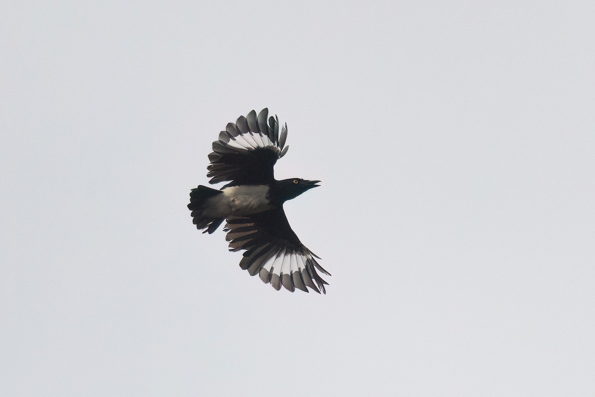 Black-and-white Shrike-flycatcher - Chris Venetz | Ornis Birding Expeditions