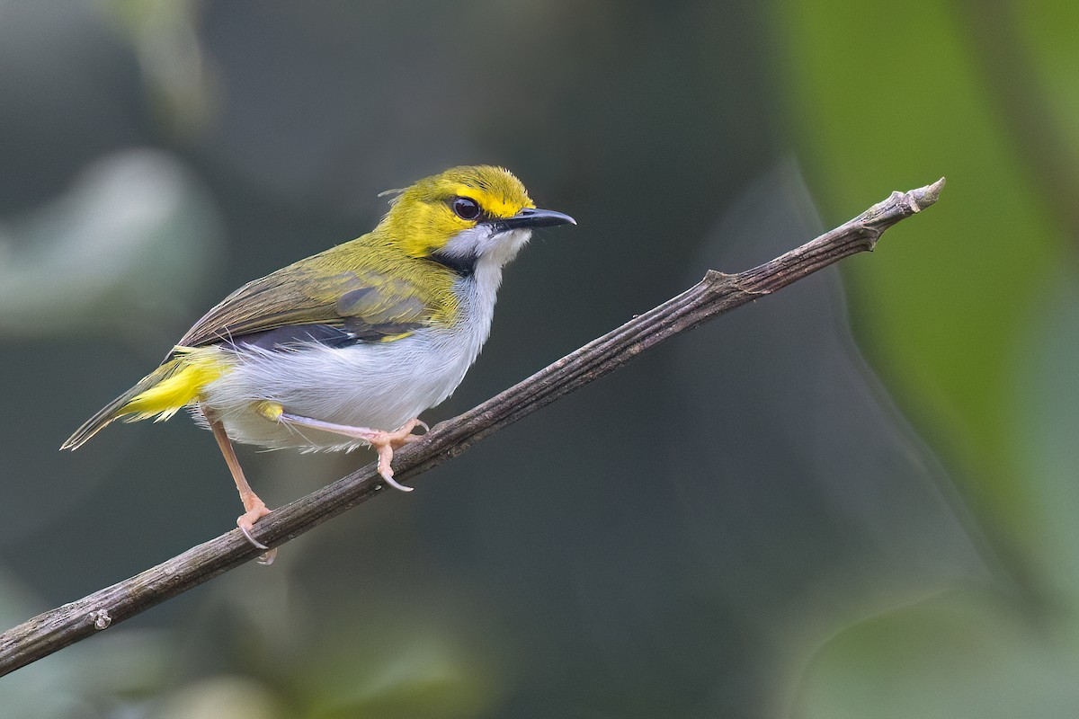 Yellow-browed Camaroptera - Chris Venetz | Ornis Birding Expeditions