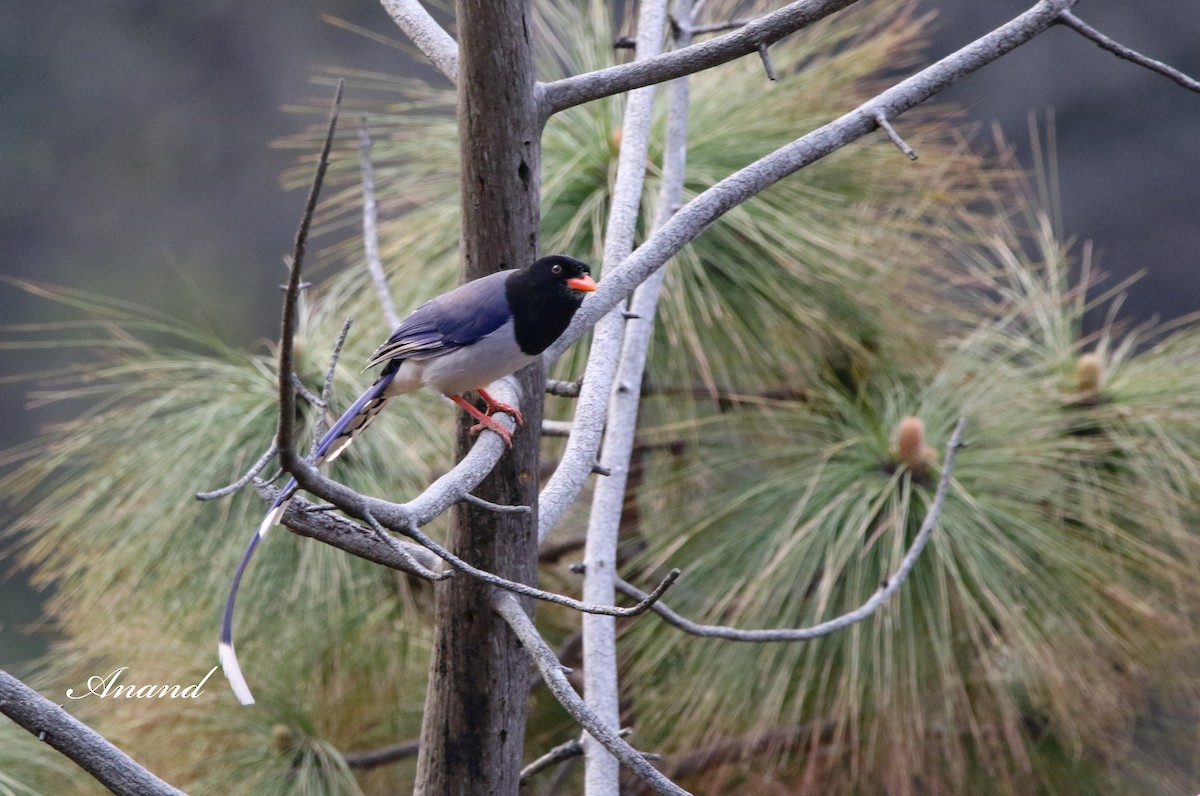 Red-billed Blue-Magpie - Anand Singh