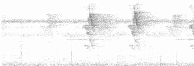 シラヒゲユミハチドリ - ML613679690