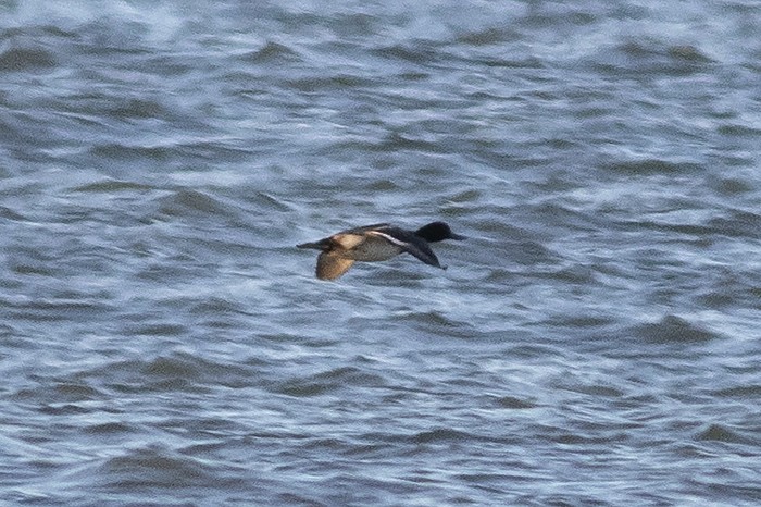 Greater/Lesser Scaup - ML613679747