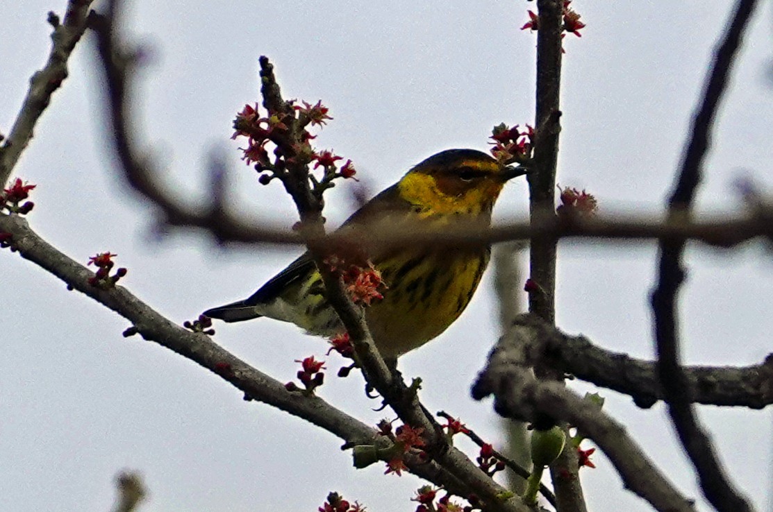 Cape May Warbler - ML613679931