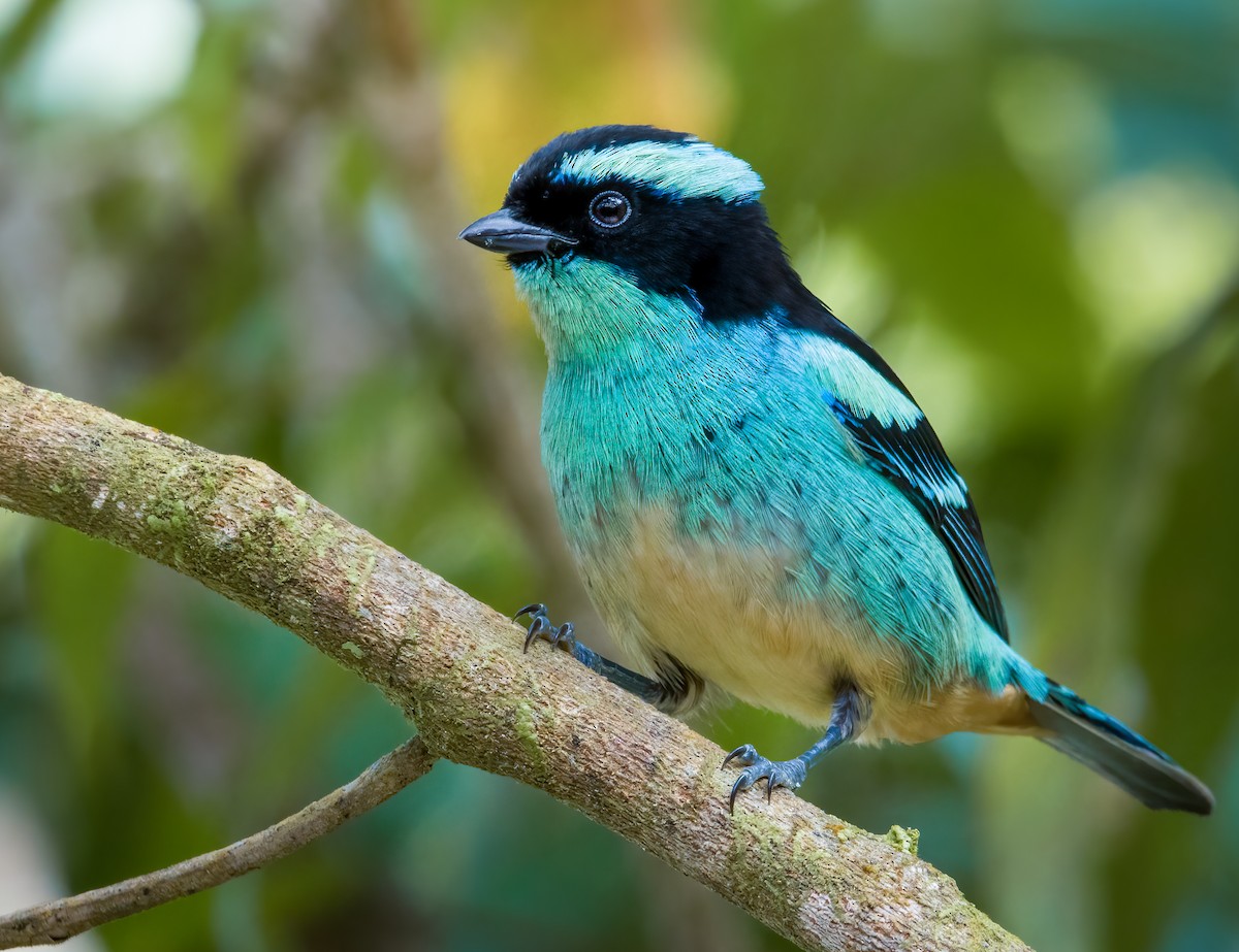 Blue-browed Tanager - ML613680042