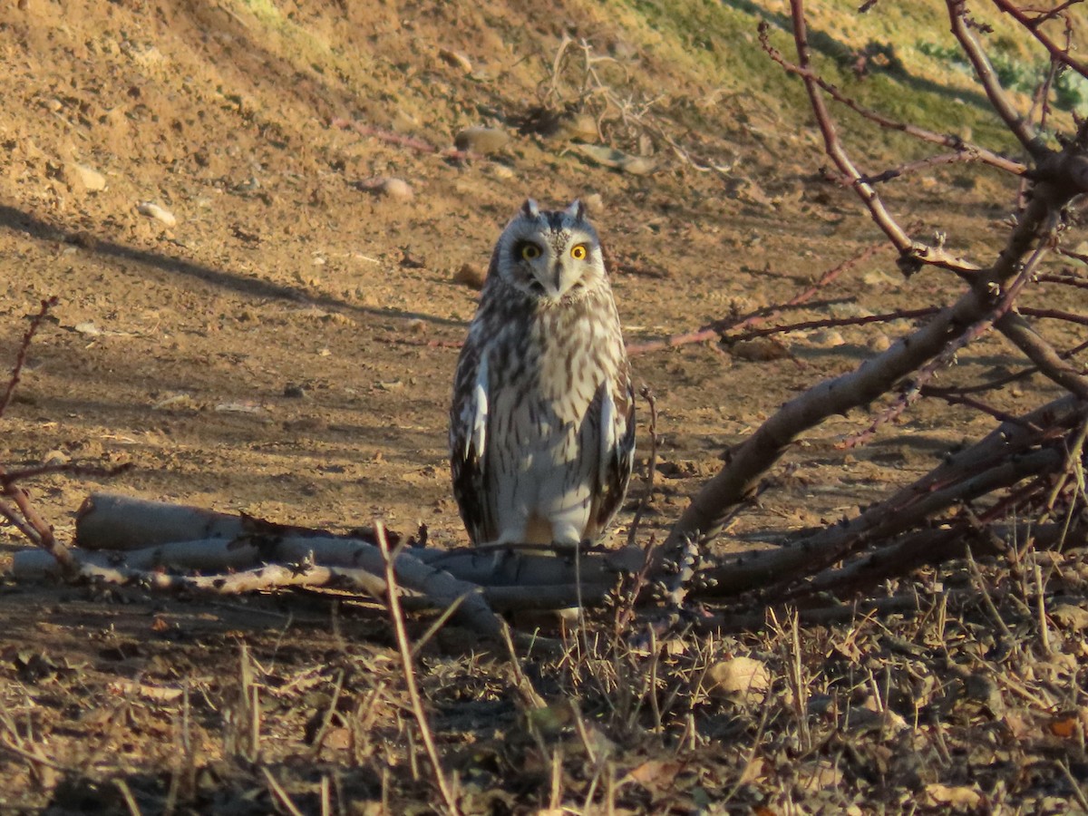 Short-eared Owl - ML613680210