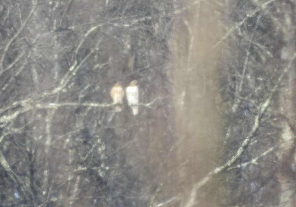 Pennsylvania Bird Atlas Checklist 17 Jan 2024 990 Bagdad Road