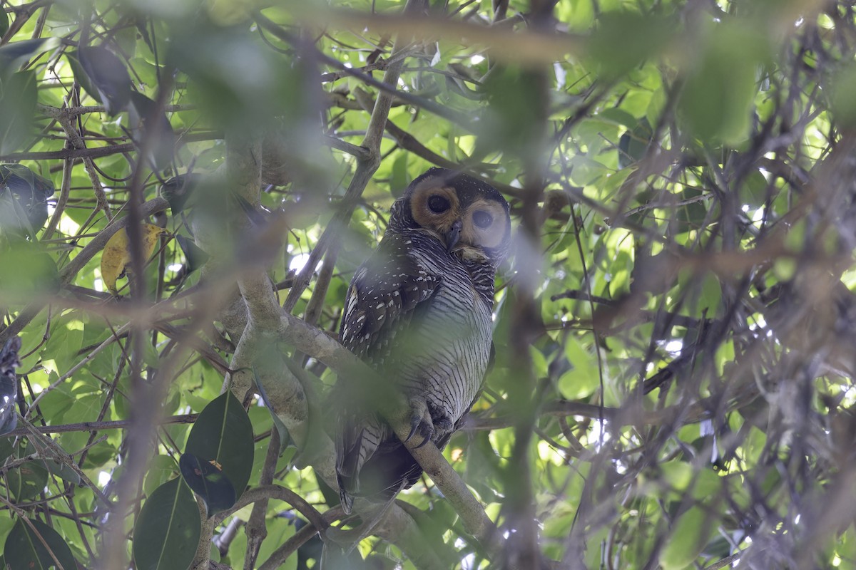 Spotted Wood-Owl - ML613680353