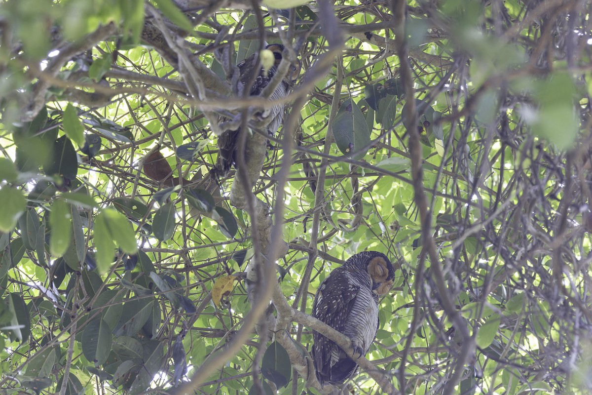 Spotted Wood-Owl - ML613680354