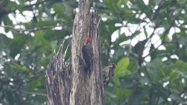 Black-cheeked Woodpecker - ML613680504