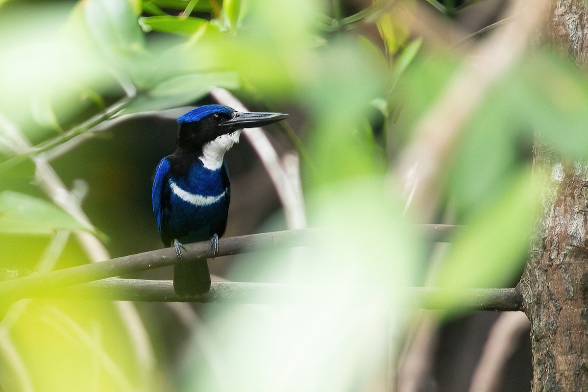Blue-black Kingfisher - ML613681004