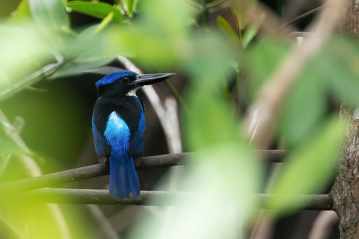 Blue-black Kingfisher - ML613681005
